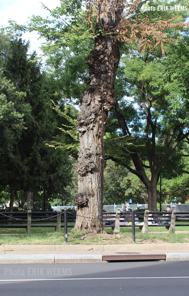 A heavy growth tree at Dupont, Sept 2022